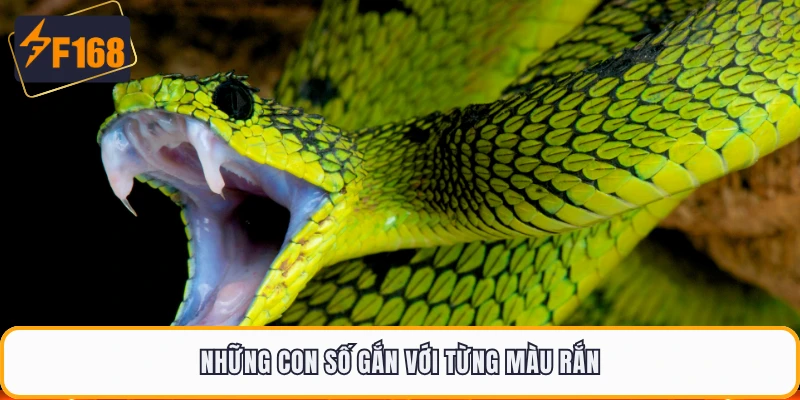 Những con số gắn với từng màu rắn